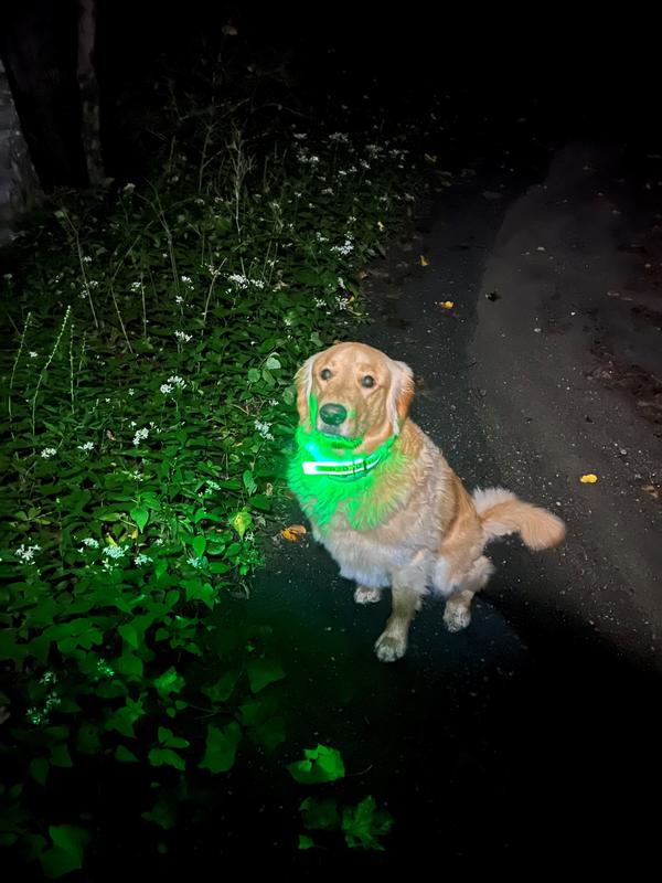 Pet Safety Lighting Reflective Collar