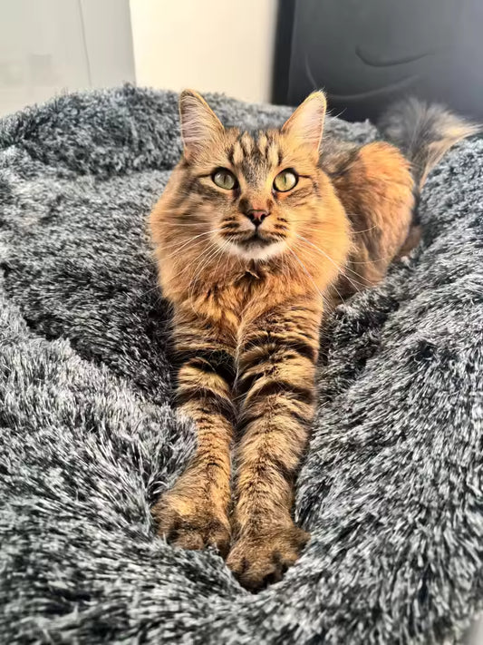 Tabby cat sitting on a gray cushion