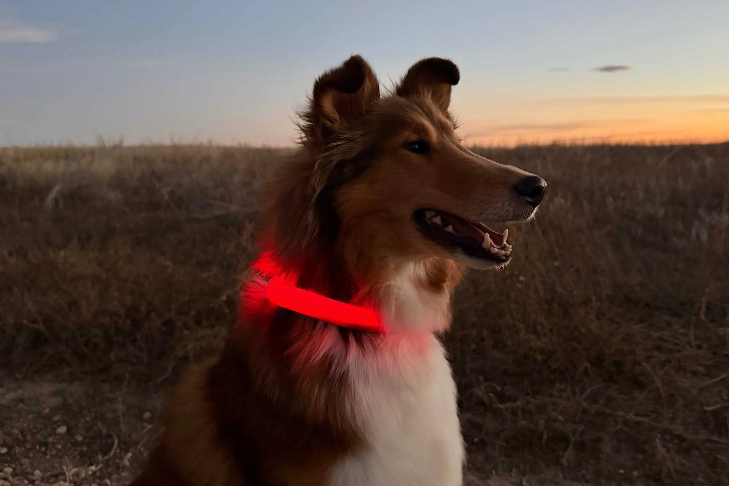 Pet Safety Lighting Reflective Collar
