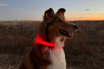 Pet Safety Lighting Reflective Collar